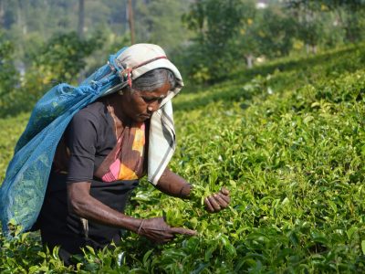 asantha-abeysooriya-beNiTTa8Pp8-unsplash groot
