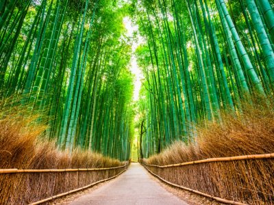bamboebos-kyoto-japan