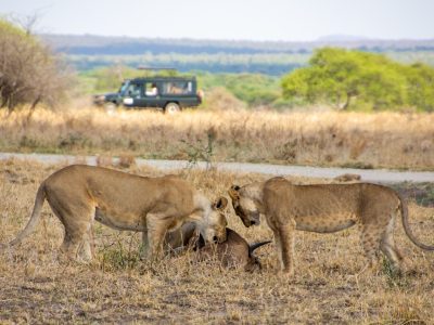 begeleide-12-daagse-safari-en-strandreis-tanzania-zanzibar-1