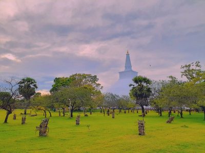 izuru-kannagara-UeSfcl4xreE-unsplash groot